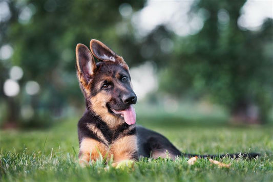 Feeding a Puppy