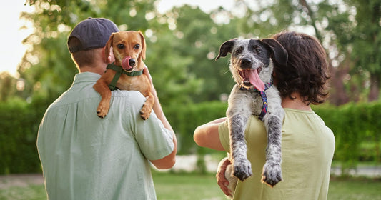 Two people holding happy puppies over their shoulders outside in a sunny green park