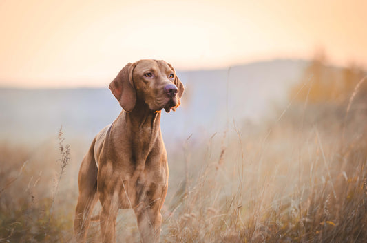 8 Hunting Season Safety Tips For Your Dog
