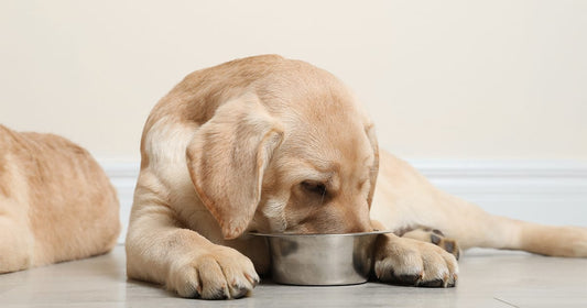 Nutrition for Puppies