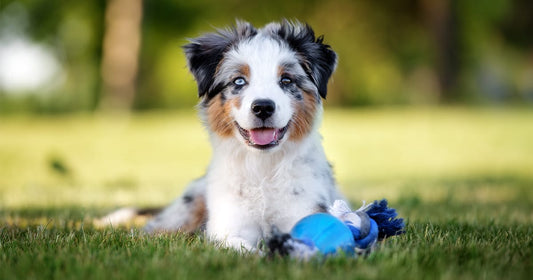 Puppy Essentials: Bringing Home a New Puppy