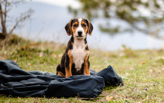 Puppy Basics