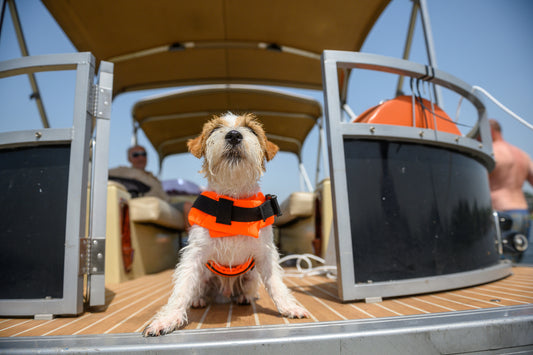 Safety Tips for Taking Your Dog on The Boat