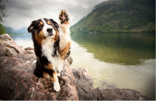 Healthy Paw Pads: Nutrition's Role in Canine Paw Care