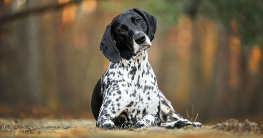 Black and white spotted dog lying on grass outdoors, looking curious with head tilted, representing health and vitality from natural dog food ingredients.