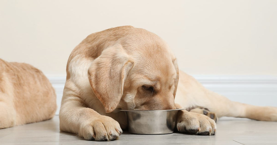 Nutrition for Puppies