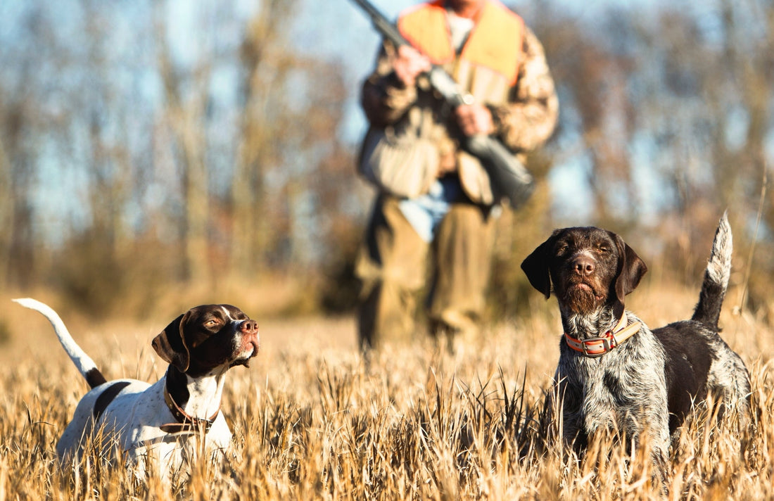 Time for the Hunt: Preparing Your Hunting Dog this Season