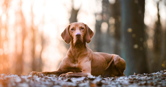 Vizsla Vitality: Keeping Your Hunting Dog Happy and Healthy