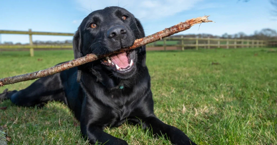 Canine Chicken Allergies