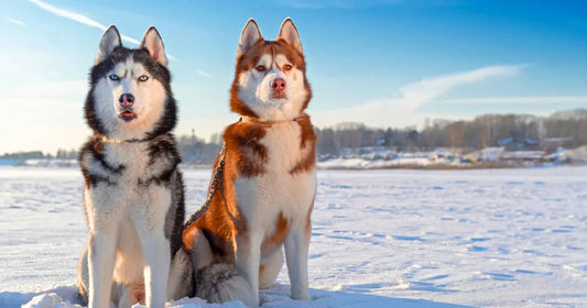 Huskies: The Ultimate Companions for Active Lifestyles