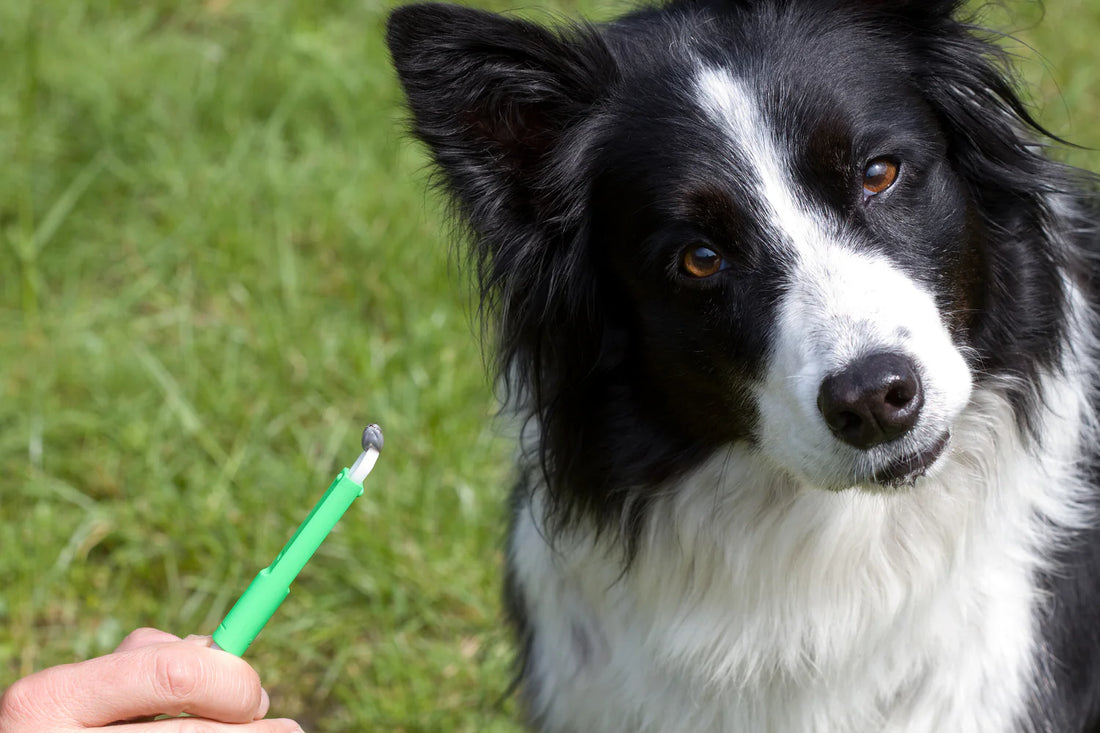 Tick Removal and Prevention for Active Dogs